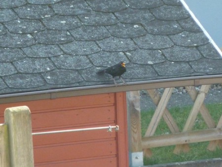 Amselmännchen meckernd